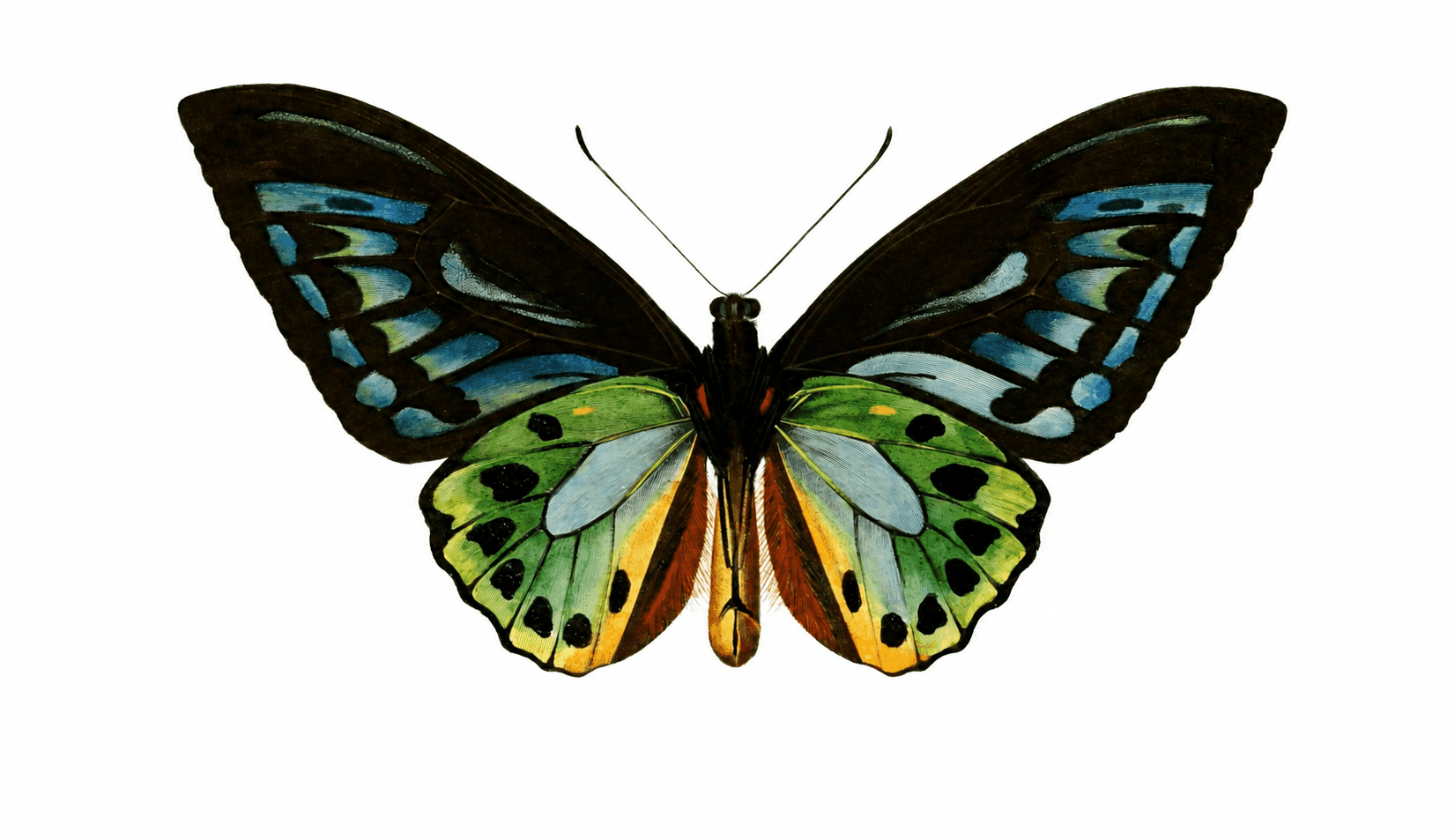 A butterfly from a natural-history plate